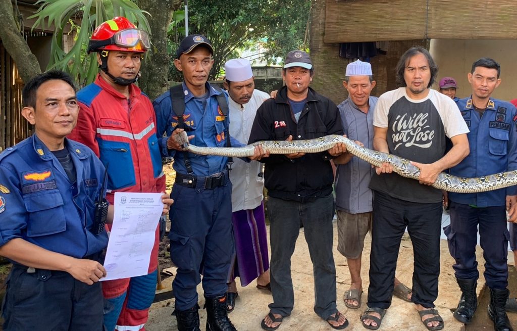 Geger Ular Sanca 4 Meter di Jatiasih, Ternyata Ini Santapannya