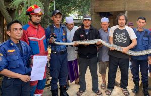 Geger Ular Sanca 4 Meter di Jatiasih, Ternyata Ini Santapannya