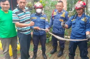 Banyak Ular Masuk Rumah Warga