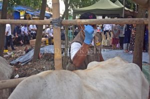 Dinas Pertanian Lanjutkan Vaksinasi PMK Hewan Ternak