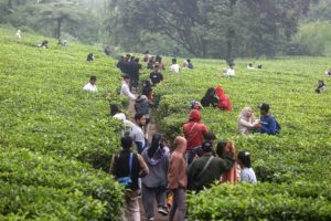 Duh, Kondom Berserakan di Kebun Teh Puncak Usai Malam Tahun Baru