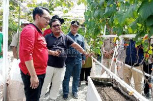 Petani Anggur Ditantang Ciptakan Varietas Lokal