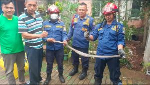 Sehari 7 Ular Masuk ke Rumah Warga di Bekasi