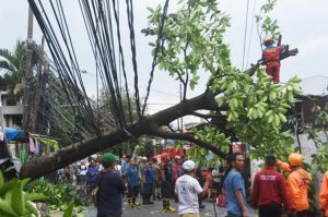 Belasan Jalan Rawan Pohon Tumbang