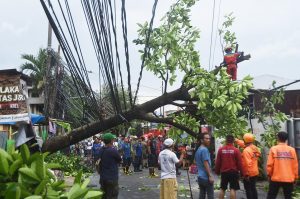 Catat! Ini 14 Titik Lokasi Rawan Pohon Tumbang di Kota Bekasi