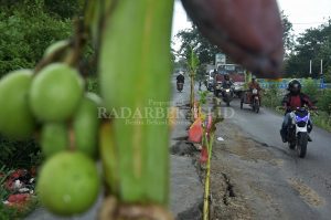 Jalan Rusak Menuju Gerbang Tol Ditanami Pohon Pisang