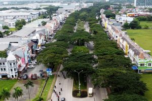 Pemangkasan Cegah Pohon Tumbang