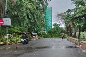 Hujan Angin Tak Sampai Sejam, Pohon Tumbang di Margajaya Depan Asrama Haji Bekasi, Begini Dampaknya