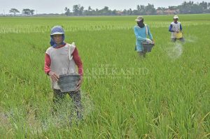 Petani di Cabang Bungin Kesulitan Air untuk Irigasi