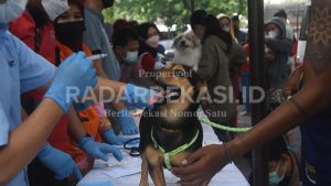 Waspada Gigitan Hewan Pembawa Rabies