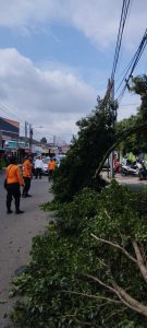Beringin Tumbang Depan SMPN 3 Bekasi, DBMSDA Pasang Aksi Bersih-Bersih