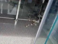 Massa Lepaskan Tikus ke KPK, Teriak Copot, Copot, Copot Firli
