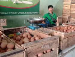 Harga Telur masih Tinggi