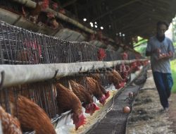 Harga Telur dan Ayam Melonjak