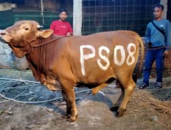 Bolehkah Kurban Sapi untuk Lebih dari 7 Orang?