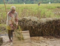 Kabupaten Bekasi Krisis Regenerasi Petani