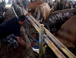 Masyarakat Diimbau Teliti Saat Beli Hewan Kurban