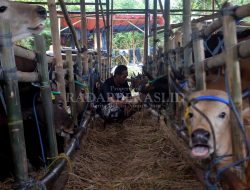 Penjualan Hewan Kurban Turun