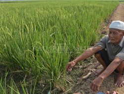 Ratusan Hektar Sawah di Karangbahagia Dilanda Kekeringan