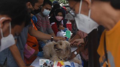 Segera Vaksin, Cegah Penularan Rabies