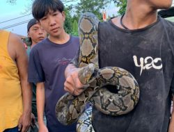 Lahan Pembuangan Sampah di Kebalen Terbakar, Ular Sanca 2 Meter Tertangkap Warga