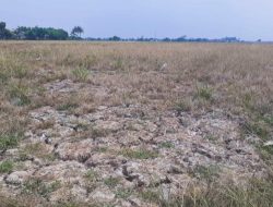 Ratusan Hektar Padi Terancam Mati