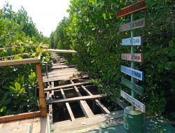 Sempat Jadi Ikon Wisata Hutan Mangrove di Kabupaten Bekasi, Kondisi Jembatan Cinta Sekarang Rusak Parah