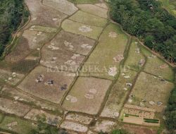 4.147 Hektar Lahan Sawah Alami Kekeringan