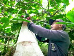 Mengenal Desa BRILIan Trawas: Giat Sukses Pelaku UMKM Kopi dan Jamur Tiram Berkat Inovasi dan Kreativitas 