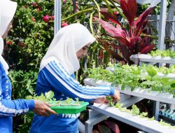 BRI Peduli Bertani di Kota di Banjarmasin, Pemberdayaan Positif dan Menghasilkan dari Menanam di Lahan Sempit   