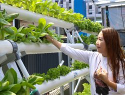 Intip Kisah BRInita di Jayapura, Urban Farming jadi Gaya Baru Bertani di Lahan Sempit   