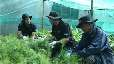 Jaga Kelestarian Danau Toba, BRI Peduli “Grow & Green” Tanam 2.500 Bibit Pohon di Samosir      