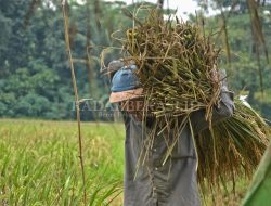 Jaga Ketahanan Pangan, Bangun Tujuh Lumbung Padi
