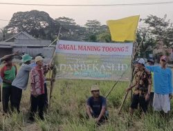 Minim Perhatian, Ratusan Hektar Sawah Gagal Panen
