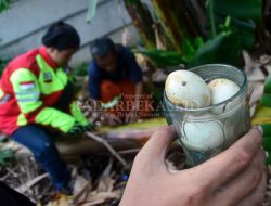 Waspada, “Musim Ular” Telah Tiba