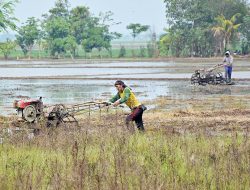 Distribusi Bantuan Benih Padi di Kabupaten Bekasi Belum Merata