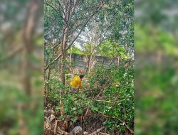 Warga Kecam Pembabatan Pohon Mangrove di Tarumajaya