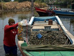 Kisah Nelayan Kerang di Desa Pantai Makmur Bekasi: Musim Kemarau Tantangannya Cuaca, Hujan Khawatir Limbah