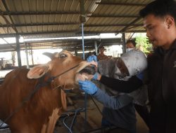 Penjualan Hewan Kurban di Kota Bekasi Masih Lesu