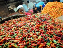 Harga Cabai Terus Melambung, Ternyata Ini Penyebabnya