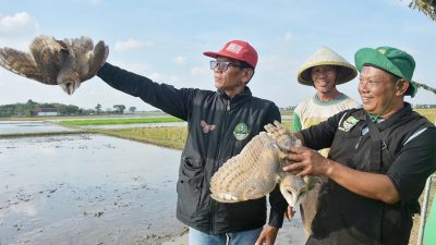 Petani di Sukatani Basmi Tikus dengan Burung Hantu