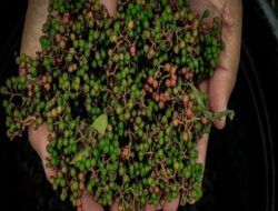 Petani Rempah di Danau Toba Naik Kelas Berkat KUR BRI   