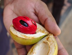 Menapaki Kemahsyuran Buah Pala, Queen of Spices Yang Diagungkan Dunia