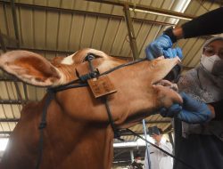 5 Tips Cara Memilih Hewan Kurban yang Baik
