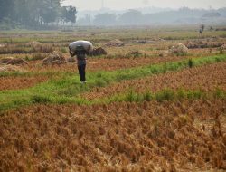 Selamat Datang Musim Kemarau