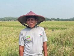Petani Padi di Bojongmangu Hadapi Ancaman Gagal Panen