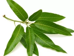 Ini Manfaat Daun Mangga Yang Tak Banyak Diketahui
