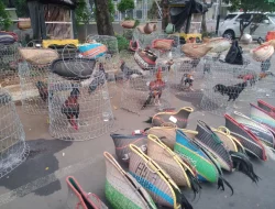 Kelabui Polisi, Lokasi Judi Sabung Ayam di Bekasi Disulap Jadi Kandang Kuda
