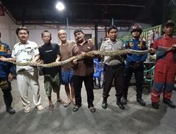 Ular Sanca Berkembang Biak di Perumahan Graha Harapan Mustikajaya