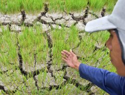 Pemkab Bekasi Segera Terbitkan SK Tanggap Darurat Kekeringan